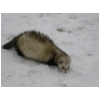 arethusneige1.html