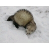 arethusneige3.html