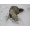 arethusneige5.html