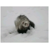 caer-neige2.html