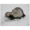 caer-neige3.html