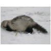 caer-neige4.html