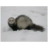caer-neige5.html