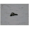 dixie-neige-3.html