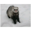 dixie-neige1.html