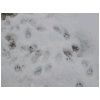 lapin-furet-trace.html