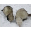 neige-cherche.html