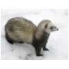 taratata-neige1.html