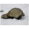 zyclonneige-cherche.html
