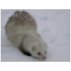 zyclonneige1.html